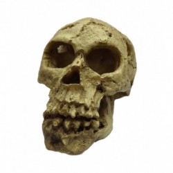 Cráneo 10,5x7x7,5cm duvo