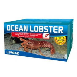 Sal   20kg 600l p.ocean lobster mariscos