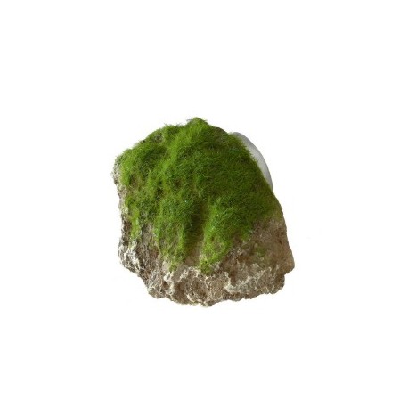 Roca moss stone ventosa xs 9x6x6.5cm
